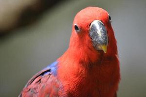 loro eclectus rojo, enfoque selectivo foto