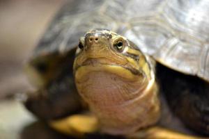 Tortoise Turtle - Selective Focus photo
