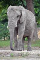 African Elephant - Vertical Photograph photo
