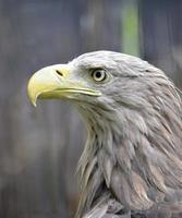 águila americana con pico amarillo foto