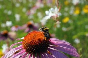 Two Bees Sitting on Violet Flower photo