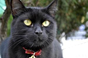 Black Cat with Red Collar photo