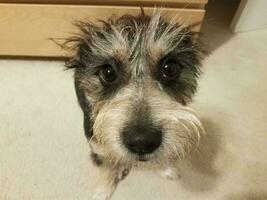 cute furry black and white terrier puppy dog photo