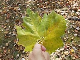 hand holding large green leaf with fallen leaves photo