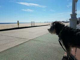 dog on leash at boardwalk staring at the ocean photo