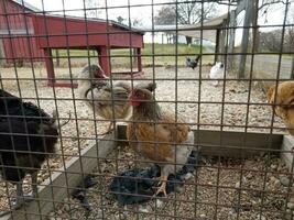 chickens and roosters in coop on farm with fencing photo