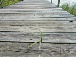 grass growing up through wood boardwalk near water photo