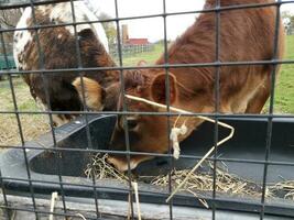 brown and white cows eating from a trough with fence photo