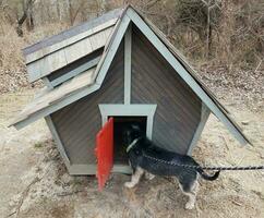 dog on leash looking into small dog house photo