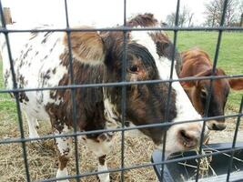 brown and white cows eating from a trough with fence photo