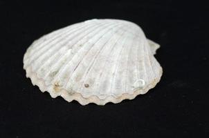 Sea shell on black background photo