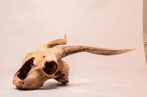 Ram skull on the ground photo