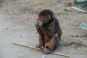 Little monkey chained photo