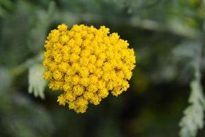 Colorful flower close-up photo