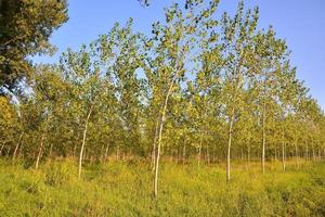 Rural summer landscape photo