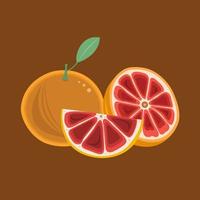 Grapefruit vector illustration for graphic design and decorative element