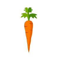 carrot vegetable icon design on isolated white background vector