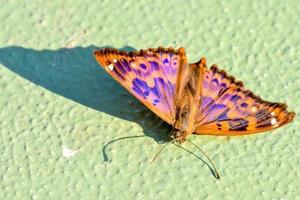 Beautiful moth on green wall photo