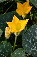 Pumpkin flower close-up photo