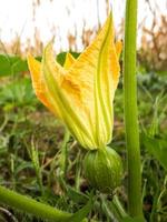 Pumpkin flower close-up photo