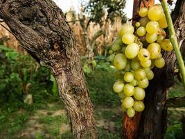 Vineyard grapes close-up photo