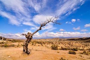 vista del desierto con árbol muerto foto