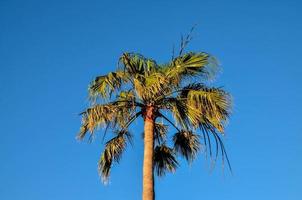 View with palm trees photo