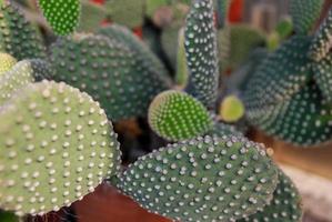 Cactus close-up texture photo