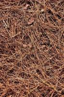 Dry grass close-up photo