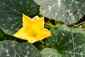 Pumpkin flower close-up photo