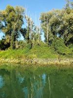 Trees by the river photo