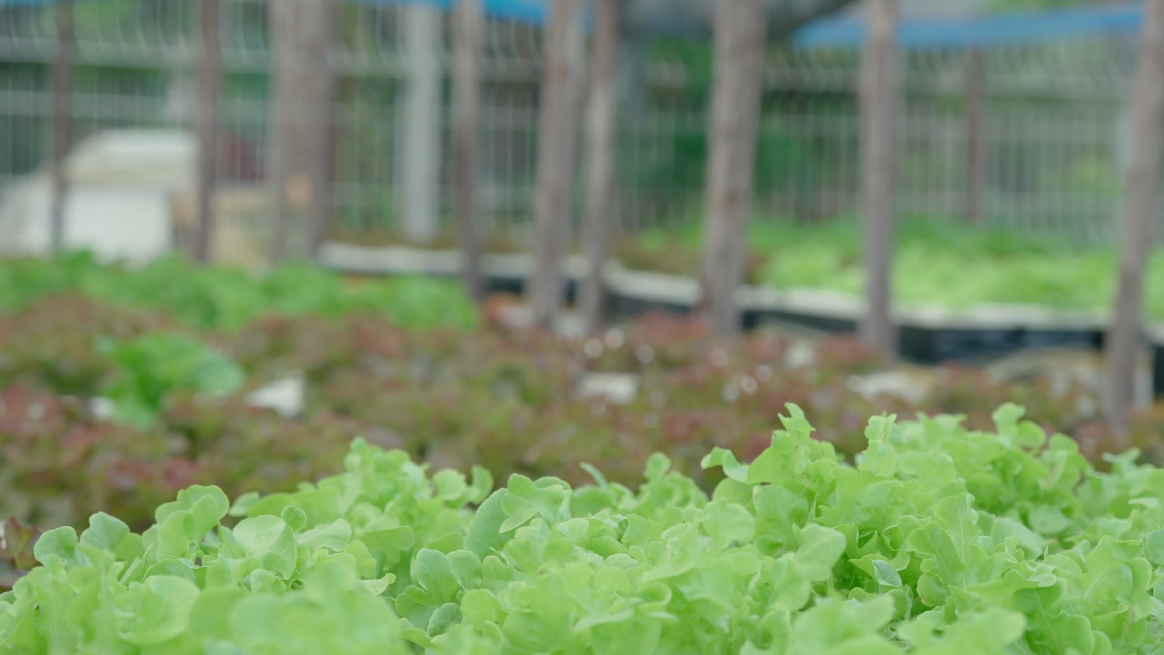 Organic farming, salad farm. Farmers harvest salad vegetables into