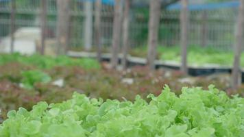 ökologischer Landbau, Salatfarm. Bauern ernten Salatgemüse in Holzkisten bei Regen. Hydrokultur-Gemüse wächst natürlich. Gewächshausgarten, ökologisch biologisch, gesund, vegetarisch, Ökologie