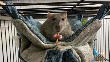 un rat gris allongé dans un hamac mange une friandise en la tenant dans ses pattes video