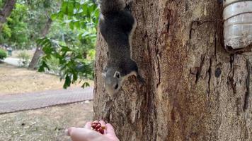 Das Eichhörnchen klettert den Baum hinunter, um die Nuss aus der Hand des Futterspenders zu nehmen video