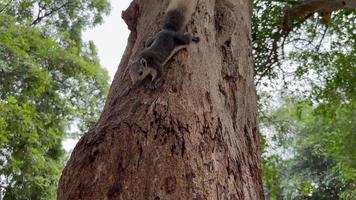 bel écureuil finlayson descend l'arbre aux mains pour les noix. thaïlande.alimentation des animaux. se soucier video