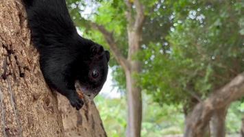 A squirrel hangs upside down on a palm tree and eats a brown rodent nut in Thailand video