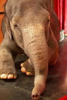 Indian elephant in the circus close-up. photo