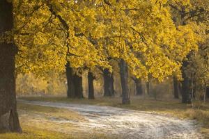 bosque de robles de otoño con un camino ancho. foto