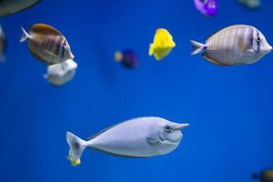 A flock of exotic fish in the blue water. photo