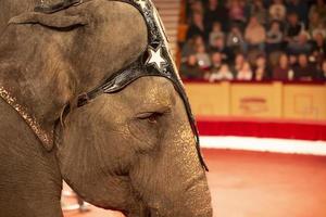 Part of the muzzle of a circus elephant against the background of blurred spectators. Animals in the circus. photo