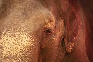 Part of the muzzle of an elephant close-up. photo