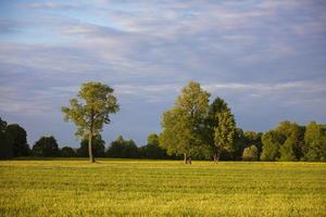 Natural background. Several trees grow on a green field against a blue sky. Calm landscape of the middle lane. photo