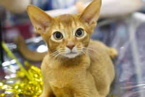 Funny ginger kitten with big ears and green eyes at the cat show. photo