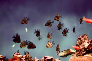 A flock of exotic fish on the background of reefs in dark water. photo