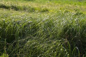 Green grass on the field. Ecological background. photo