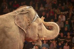 parte del hocico de un elefante de circo contra el fondo de espectadores borrosos. animales en el circo. foto