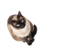 Siamese cat isolated on white background.Beautiful animal. photo