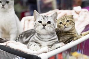 British kittens in an open-air cage at a cat show. photo