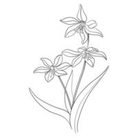 Snowdrop Flower Drawn With A Line On A White Background vector